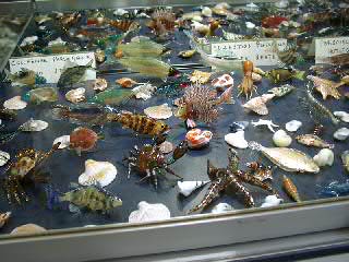Some of his creations