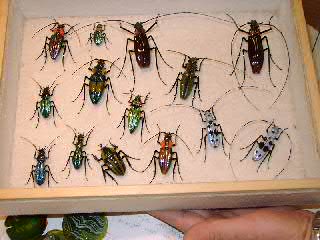 Some of his creations