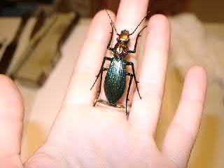 My third beatle.