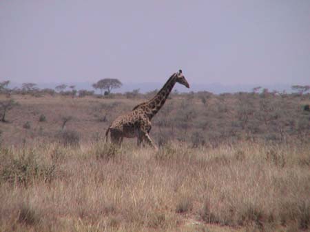 img_0156g