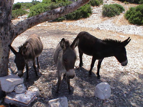 DSC00054